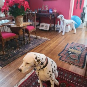 Jill Wine-Banks Instagram - Had a wonderful conversation with an Australian host on Australian Broadcasting Company.  Click here to see for yourself. Just wish my part Australian Dalmatian, named #Brisbie for Brisbane, had joined Chas' Whippet.

https://youtu.be/Z03_XOoeKM8?si=z7GuXAWtT13Ly9vx