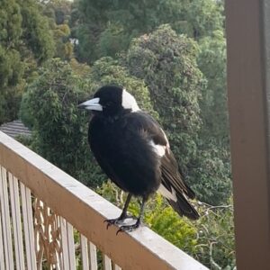 Jillian Murray Instagram - Made some new friends in Australia. These magpies are so smart and only took a few days to get them to answer my calls, recognize my face, eat out of my hand, and then got a bit too comfortable and walked into the house and got stuck 😬The last video is the baby magpie learning the “robotic call” that the adults have perfected and use to claim their territory (will post more in my IG stories)