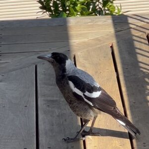 Jillian Murray Instagram - Made some new friends in Australia. These magpies are so smart and only took a few days to get them to answer my calls, recognize my face, eat out of my hand, and then got a bit too comfortable and walked into the house and got stuck 😬The last video is the baby magpie learning the “robotic call” that the adults have perfected and use to claim their territory (will post more in my IG stories)