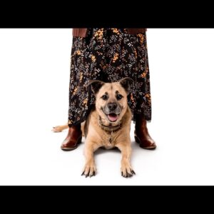 Jillian Bell Instagram - Got to take some pictures with the amazing @charlienunnphotography to raise money for @wagsandwalks 🐶❤️ The level of joy these babies add to my life is immeasurable. They have my whole heart. ❤️❤️❤️