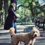 Jing Tian Instagram - Had so much fun in #NYC yesterday! Meet Major Tom, he was a major hit in Central Park 🐶 See everyone at #NYCC today! #TheGreatWall