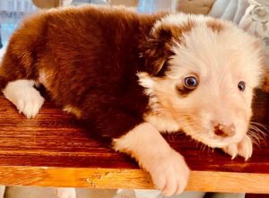Joana Benedek Instagram - Regresooó Zollito! 🐾♥️🙏

Nació el mismo mes, en el que se me fue: Octubre (después de exactamente un año!) 
Se puso en contacto conmigo en luna creciente! 
Y primero, cómo les conté, Zollito lo eligió a mi amorcito! Ahora él lo eligió a mi nuevo Zollito! 

Gracias amor, Javier @javiervargas5496, de todo mi corazón, gracias!♥️

Bienvenido seas a nuestras vidas y en Nombre de Cristo sea todo hecho! 
#AmorPerrunoUnico