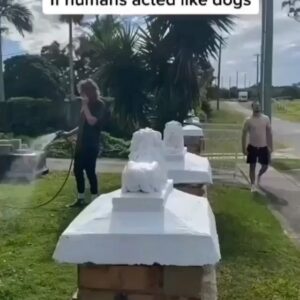 Joana Benedek Instagram - Tal cual!😂🐾🐕