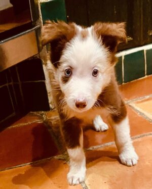 Joana Benedek Instagram - Mi Zollito adorado, de vuelta a nuestras vidas, ya de un mes y 3 semanas, creciendo y haciendo travesuras… 

Hoy empezamos el adiestramiento para aprender a “portarnos bien”, porque somos extremadamente tremendos… 
#VolvioMiZollitoAdorado🐾♥️🙏

Gracias una y otra vez por eso, mi amor, @javiervargas5496 ♥️♾💙