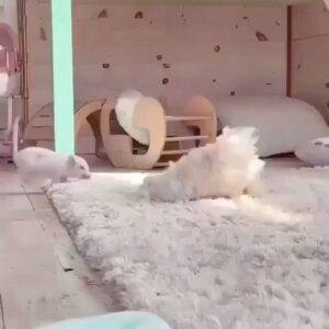 Joana Benedek Instagram - Yo definitivamente, con todo tipo de animales, viviría súper feliz. 
Me fascinan y la naturaleza la adoro! No puedo vivir sin ambos. 

Miren este mini pig; su ternura es contagiosa. 
Sabrá alguien de algún criadero, de excelente nivel, que manejen cochinitos con pedigrí, de mini pigs o cerditos vietnamitas? 
Son A-DO-RA-BLES!

Alguien tiene la experiencia de tener uno en casa? Cómo son en realidad? Cómo se comportan? 
Gracias de antemano por compartir, en detalle, sus experiencias!

Bendecido viernes para todos!🌎 
#Joana♥️