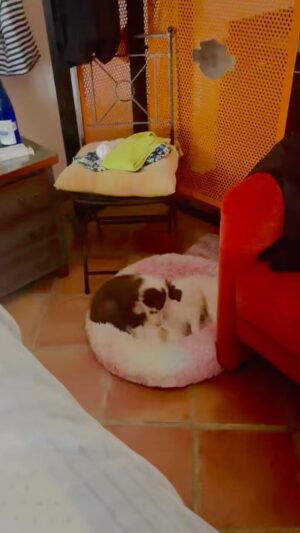 Joana Benedek Instagram - Qué tal los “ninos” 🐾🐾?! Así como leyeron: los “ninos”, porque no son “niños” humanos! Son ca-ninos!😉
Jugando quién domina a quién!🤣

#VolvioMiZollitoAdorado💙
#MiAmadaLalita♥️