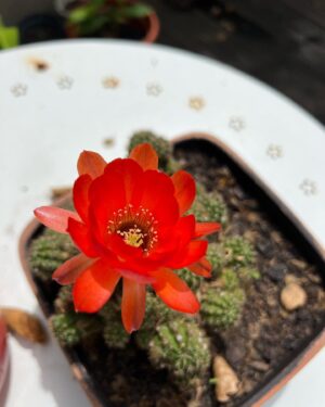 Joana Seixas Instagram - ••• Red  #nofilter 

#catos #nature