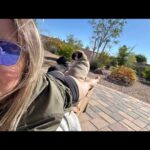 Joanne Wood Instagram - It’s a team effort sunnin the buns with mummy! ❤️😎😎❤️ #weegooseandraiderwood #weegoosewood #weeraiderwood #maverickandgoose #maverickgooseraider #toppug #pug #pugs #pugsofinstagram #puglove #handsomepug #puglife #pugnation #pugoftheday #bestbros #mountainpug