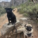 Joanne Wood Instagram - Our first time up in Mount Charleston since the floods..it’s sad to see the damage that was done but we are glad some of the hikes are back open! 🏔️😎😎🏔️ #mountcharleston #weegooseandraiderwood #weegoosewood #weeraiderwood #maverickandgoose #maverickgooseraider #toppug #pug #pugs #pugsofinstagram #puglove #handsomepug #puglife #pugnation #pugoftheday #bestbros #mountainpug