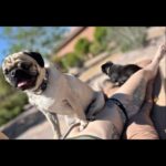 Joanne Wood Instagram - Getting our vitamin D with mummy! ❤️😎😎❤️ #weegooseandraiderwood #weegoosewood #weeraiderwood #maverickandgoose #maverickgooseraider #toppug #pug #pugs #pugsofinstagram #puglove #handsomepug #puglife #pugnation #pugoftheday #bestbros #mountainpug