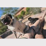 Joanne Wood Instagram - Retirement dump..it’s been a whirlwind to say the least but truly Grateful for everyday that I get to grow in all my roles old, new and still to come while surrounded by amazing people, Mavstar and of course our pugs ❤️ #nevergiveup #dontstop #mavstar #maverickgooseraider #stepjojo #itsbeen84years