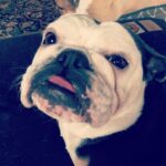 Jodi Lyn O'Keefe Instagram - Happy #nationalpuppyday love, Vivian. And her tongue.