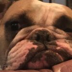 Jodi Lyn O'Keefe Instagram - #IseeYou #moses #bully #sundayvibes