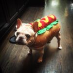 Jodi Lyn O'Keefe Instagram - 72 days until Halloween. George is ready.