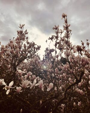 Joely Richardson Instagram - So many of our loved ones are having to climb the mountain of big ‘C’ right now. Our magnificent NHS long may it last!!! Illness is so random and it makes me angry - none of it is fair. Privacy is essential as is support. Ma and I went to the theatre this week. Up in the Gods ( what the upper tiers are called) snapped this- angelic backdrop. Moments before it had been bustling with people. I love the serenity of this moment. Theatre is just a bigger version of campfire . It’s how we ‘get through ‘sharing stories- collective inspiration. Renewal in the darkest times. Sunday blessings- face the Light.