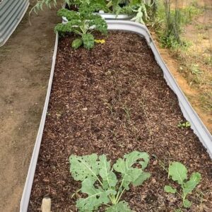 Johanna Griggs Instagram - Before all the rain hit NSW -  I managed to sneak a few hours in the veggie patch. It’s back under control. Loads of pumpkin, sweet potatoes, citrus, and still randomly getting eggplants…. And the first of my globe artichokes (I’ve never grown them before so I’m a bit excited.) All our winter veggies are growing so well. We’re sharing lots of them with the bugs of the season but I don’t mind that if I’m honest. There’s plenty for all! #hugginshill #veggiepatch #growyourown #lovemygarden