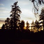Johnna Dias-Watson Instagram – tree person//scary night monster