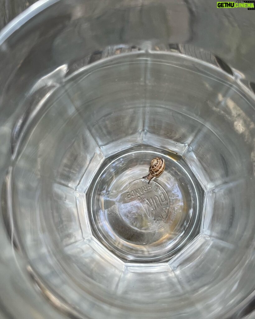 Johnna Dias-Watson Instagram - U guys ever seen a snail fall into a coffee cup?