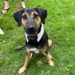 Jordan Claire Robbins Instagram - I spent my dream afternoon in the park falling madly in love with these sweet souls at the @fetch_and_releash event in Toronto. Each one had their own unique and loveable personality and they are all available for adoption!! If you live in or around Toronto and are ready to welcome a beautiful new best friend into your home, please visit the @fetch_and_releash page for more information about each dog and instructions on how to apply for adoption ❤️🐾 #adopt #dogsofinstagram #fetchandreleash #toronto