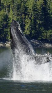 Jordan Claire Robbins Instagram - A humpback whale shatters the sea's glassy surface with a dramatic leap. Droplets disperse and free fall alongside the oceanic giant, only to fly airborne again in an erupting splash. The humpback whale's power and strength are revealed not just in its breach but also in its story of recovery. In our latest episode of ‘A Sea of Hope,’ our co-founders explore the humpback’s journey from near extinction and the protections that saved the species. Watch the full video at the link in our bio to explore the humpback whale’s story and learn more about how their resilience guides our daily climate action! We know firsthand that a story can capture our ocean’s voice and inspire others to join the movement to protect it. Thank you to our ambassadors @jordanclairerobbins, @samgradoville, @sarahwaynecallies, and @meadowwalker, and all who help extend an invitation into important conversations about our planet’s future. Video by @paulnicklen @mitty @andy_mann #ocean #conservation #climateaction #whale #humpbackwhale