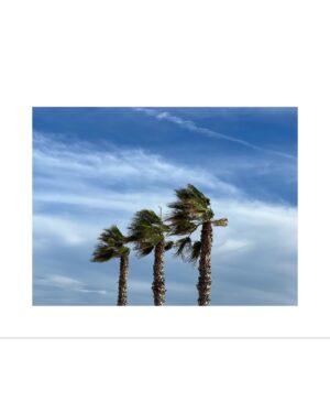Jördis Triebel Instagram - Wind and palm trees…!!!