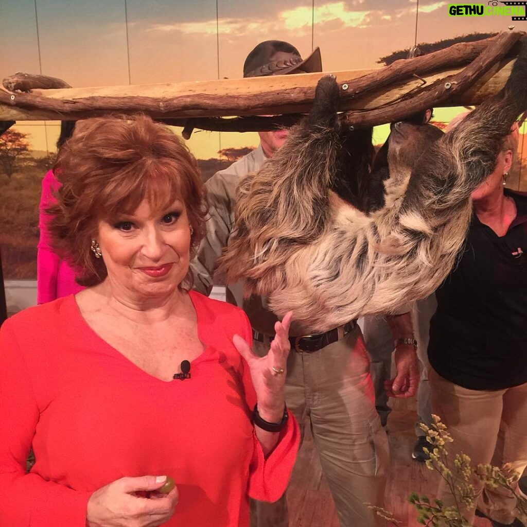Joy Behar Instagram - Feeding a sloth on today's ep. of The View. Sloths sleep 18 hrs a day, or as Donald Trump would call them, "low energy."