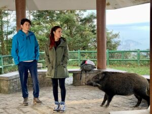 Joyce Tang Lai-Ming Instagram - 鏡前同鏡後係另一番風景
好多時都會有訪客🤣
你哋睇到有幾多？
#愛回家之開心速遞  #behindtgescene #ilovework #野豬 #大家都係為生活啫