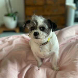 Judy Greer Instagram - Please never tell Mary I pet every dog I see. Thank god she doesn’t have access to the internet… but I still think she knows.