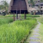 Judy Joo Instagram - Finding paradise isn’t hard when you’re in Bali, and Mandapa @mandapareserve is a truly a memorable experience. The resort is completely next level in elegance and ultimate luxury. A truly wondrous experience, Mandapa incorporates nature’s stunning vibrant beauty with traditional Balinese touches, and modern opulence in true Ritz Carlton style. 🙌 This magical oasis, tucked away in the heart of Ubud, is where you’ll rejuvenate and rebalance your inner soul. With views overlooking the lush rain forest, rice paddies, and the roaring Ayung river, my room felt like a personal sanctuary. It was the perfect blend of tranquillity and comfort with intricate Balinese hand painted walls, dark Indonesian wood fixtures, and a grand cloud like bed adorned with high thread count sheets and fluffy cool pillows. Every morning, I woke up smiling to the melodious chirping of exotic tropical birds. Every detail has been thought of and any whim you may have catered to; Caca, our resourceful butler, addressed me as “Ibu Judy”, an honorific name for Miss/ Mr or mother/father. And, don’t forget to enjoy a Balinese meal at Swah Terrace – simply unbeatable. I loved the fragrant curry served in a coconut, and the lightly pan-fried tempeh glazed with sweet soy and tamarind. Looking forward to my next visit! Simply magical.❤️ • • • • #chef #foodie #cooking #foodlove #foodart #foodblog #foodculture #delish #foodiegram #instafood #MandapaReserve #UbudLife #BaliBliss #ParadiseFound #MandapaMagic #LuxuryBali #BaliCulture #UbudExploration #BaliNature #MandapaExperience #BaliLuxuryResort