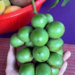 Judy Joo Instagram - Ever tried Guinep? It’s not just lychee-like in taste – it’s an experience in itself, especially when you learn how to enjoy it. Guinep, also known as ‘Spanish lime’ or ‘mamoncillo’, is rich in Vitamin C. Traditionally, it’s eaten by cracking the thin outer skin and sucking on the juicy pulp inside. But be cautious; while the pulp is delectably sweet, the inner seed shouldn’t be consumed. Big thanks to @fionasims for capturing my tutorial • (No makeup, no filter, funny hat, nerdy glasses, pajama top, big smile!! #real) • • #chef #foodie #cooking #foodlove #foodart #foodblog #foodculture #delish #foodiegram #instafood #NevisTreats #Guinep #CaribbeanFlavors #NevisNature #fruit
