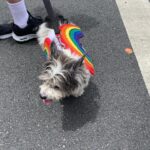 Judy Reyes Instagram - Pride is for EVERYONE. LOVE IS LOVE. #wehopride #happypridemonth🌈