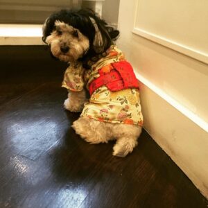Jules Wainstein Instagram - Look who's my mom for Halloween 🎃 #Zoe #whatatrooper #weredyinghere 😂😂😂#maltipoo 🐶 #happyhalloween #dogs #dogstagram