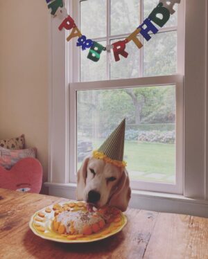 Julia Stegner Instagram - I am so beyond grateful to be celebrating Kasper’s 11th Birthday today. A year ago we weren’t sure if he’d still be around. Fortunately he pulled through and is going strong. This guy makes everything better. Every single day with him is a blessing. Kasper I love you more than words could ever do it justice. Happy Birthday buddy ❤️
