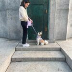 Julia Rehwald Instagram - 10 months later & im excited to finally introduce my little Biko !!! thank you @heartsandbonesrescue for rescuing him and bringing us together & thank you to @wildone for making sure he always stays so handsome and stylish 💅