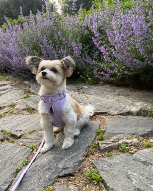 Julia Rehwald Instagram - 10 months later & im excited to finally introduce my little Biko !!! thank you @heartsandbonesrescue for rescuing him and bringing us together & thank you to @wildone for making sure he always stays so handsome and stylish 💅