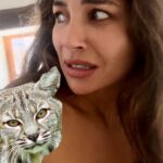 Juliana Harkavy Instagram – HOT TIP 🔥 How to survive a bobcat encounter 🐈😱

Yep! After three years of canyon life it finally happened. My first face-to-face with a wild feline. If this ever happens to you, don’t do what I did! 

#nature #campingtips #safetytips #bobcatencounter #animalattack #scarynature #losangeleshiking #canyonlife #canyonliving #storytime #scarystory #hottip #whatnottodo #wildlife #wildlifeencounters #wildcat #animalsafety #spiritanimal #outdooradventures #hikingsafety #funny #natureinspired #wildanimals #californiaadventure #outsidesafety #naturestories #wilderness #wildernesssafety #scarycrazy #hippieinhills