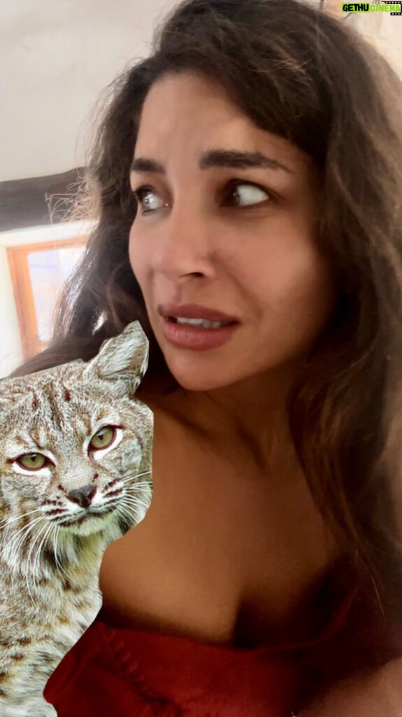 Juliana Harkavy Instagram - HOT TIP 🔥 How to survive a bobcat encounter 🐈😱 Yep! After three years of canyon life it finally happened. My first face-to-face with a wild feline. If this ever happens to you, don't do what I did! #nature #campingtips #safetytips #bobcatencounter #animalattack #scarynature #losangeleshiking #canyonlife #canyonliving #storytime #scarystory #hottip #whatnottodo #wildlife #wildlifeencounters #wildcat #animalsafety #spiritanimal #outdooradventures #hikingsafety #funny #natureinspired #wildanimals #californiaadventure #outsidesafety #naturestories #wilderness #wildernesssafety #scarycrazy #hippieinhills