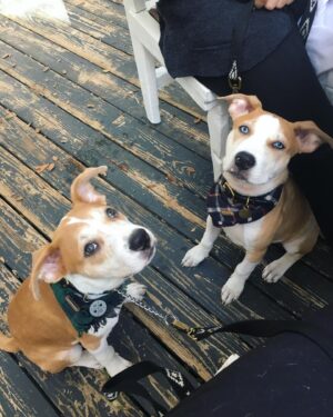 Julie Gonzalo Instagram - Hi… Today is #remembermethursday in honor of adopted pets everywhere. Happy we have done our part in adopting our ‘little’ siblings :) #adoptdontshop @kingaphilipps