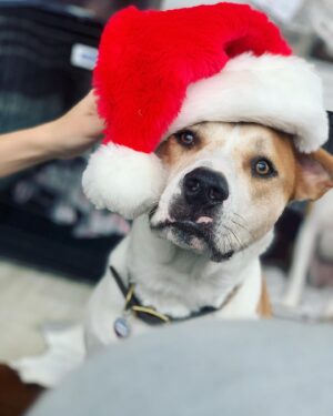 Julie Gonzalo Instagram - MERRY CHRISTMAS // FELIZ NAVIDAD 🍾🥂🎉