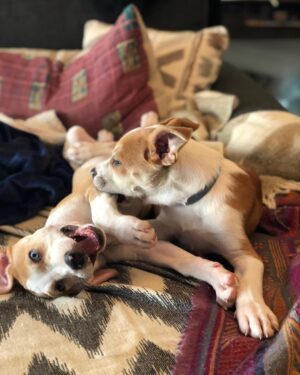 Julie Gonzalo Instagram - I only have puppy pics. Happy Monday