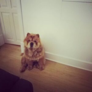 Julie Sergeant Instagram - BORIS ❤ Meu cão . Meu urso . Meu amor . LY