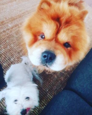 Julie Sergeant Instagram - Apresento-vos a Miss Daisy e o Boris. Os meus barkyn dog eaters! 
Com a missão de levar a melhor comida ao maior número de famílias e seus patudos a @barkyn criou um código que oferece um desconto de 15% na 1a encomenda, aos meus seguidores. 
Se tens um cão e confiares em mim, oferece-lhe ração BARKYN.
Ele vai agradecer e tu vais notar a diferença...
Happy dogs eat @barkyn food... for a greater life together!! 💜🐶🐩
Código: JULIES
PS depois contem-me como correu!
