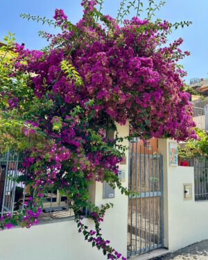 Julie St-Pierre Instagram - De retour mais encore là-bas. Enfants, fleurs et bouffe, un autre carrousel de l’Italie. 🇮🇹🤌🏼