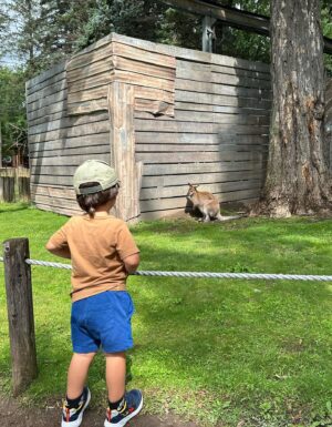 Julie St-Pierre Instagram - Grosse journée au @zoodegranbyofficiel avec marraine @chantalchandail, de l’ouverture à la fermeture!!! Un incontournable de l’été en famille. 🐘🦘🐒🦍🐐🐑💦🌊 #zoodegranby