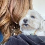 Julie Benz Instagram - When you have 4 dogs…. EVERYDAY IS #NATIONALDOGDAY 😱🤣 which proves that my house is run by the dogs 🐻 🐻 🐶 🐶 I’m just here to feed and scoop the poop 💩 photo #2 is typical of me and ozzy 🤪 #mylifeisrunbydogs #mypack #bouviersofinstagram #havaneseofinstagram #morkiesofinstagram