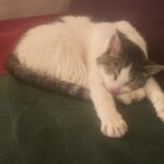 Juliette Binoche Instagram - Bacchus in his dreams. He almost left us 4 months ago. But it seems that he just wanted to carry on with us. Love saves. Thank you for staying with us 🪢