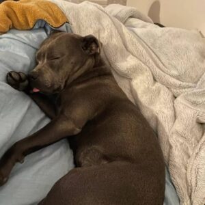 Justine Le Pottier Instagram - Gump la nuit
Morceaux choisis
💤💤💤💤💤💤
.
.
.
.
.
.
#staffie #staffordshirebullterrier #staffieblue