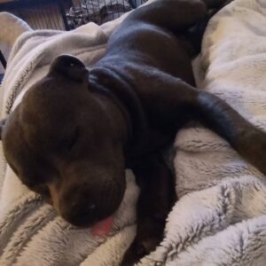 Justine Le Pottier Instagram - Gump la nuit
Morceaux choisis
💤💤💤💤💤💤
.
.
.
.
.
.
#staffie #staffordshirebullterrier #staffieblue