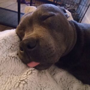 Justine Le Pottier Instagram - Gump la nuit
Morceaux choisis
💤💤💤💤💤💤
.
.
.
.
.
.
#staffie #staffordshirebullterrier #staffieblue