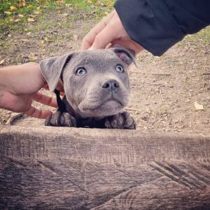 Justine Le Pottier Instagram - Ça faisait longtemps que j'avais pas posté une photo de mon chien ?
.
.
.
.
.
.
.
.
.
.
#staffie #staffordshirebullterrier #bluestaffy #dogsofinstagram #doglife #dogoftheday #doglover #puppy #puppylove #puppiesofinstagram